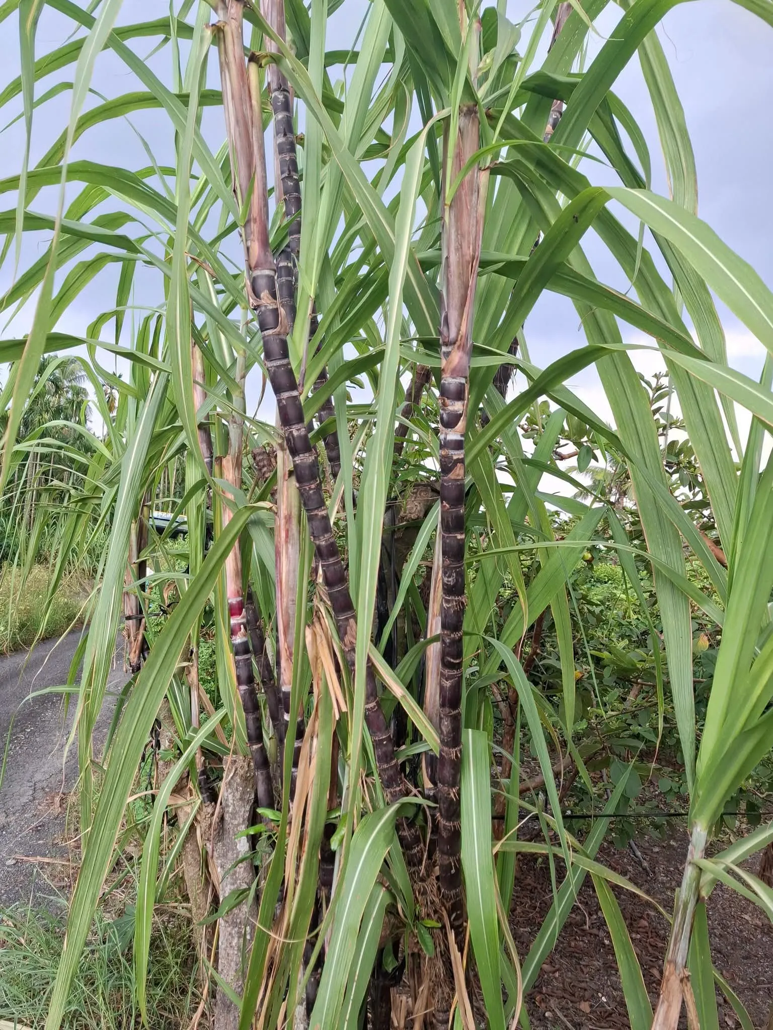 屏東新聞 - 中秋不只吃月餅!屏東仁愛路口免費喝「水果紫蘇甘蔗茶」 重溫客家人八月半古早味