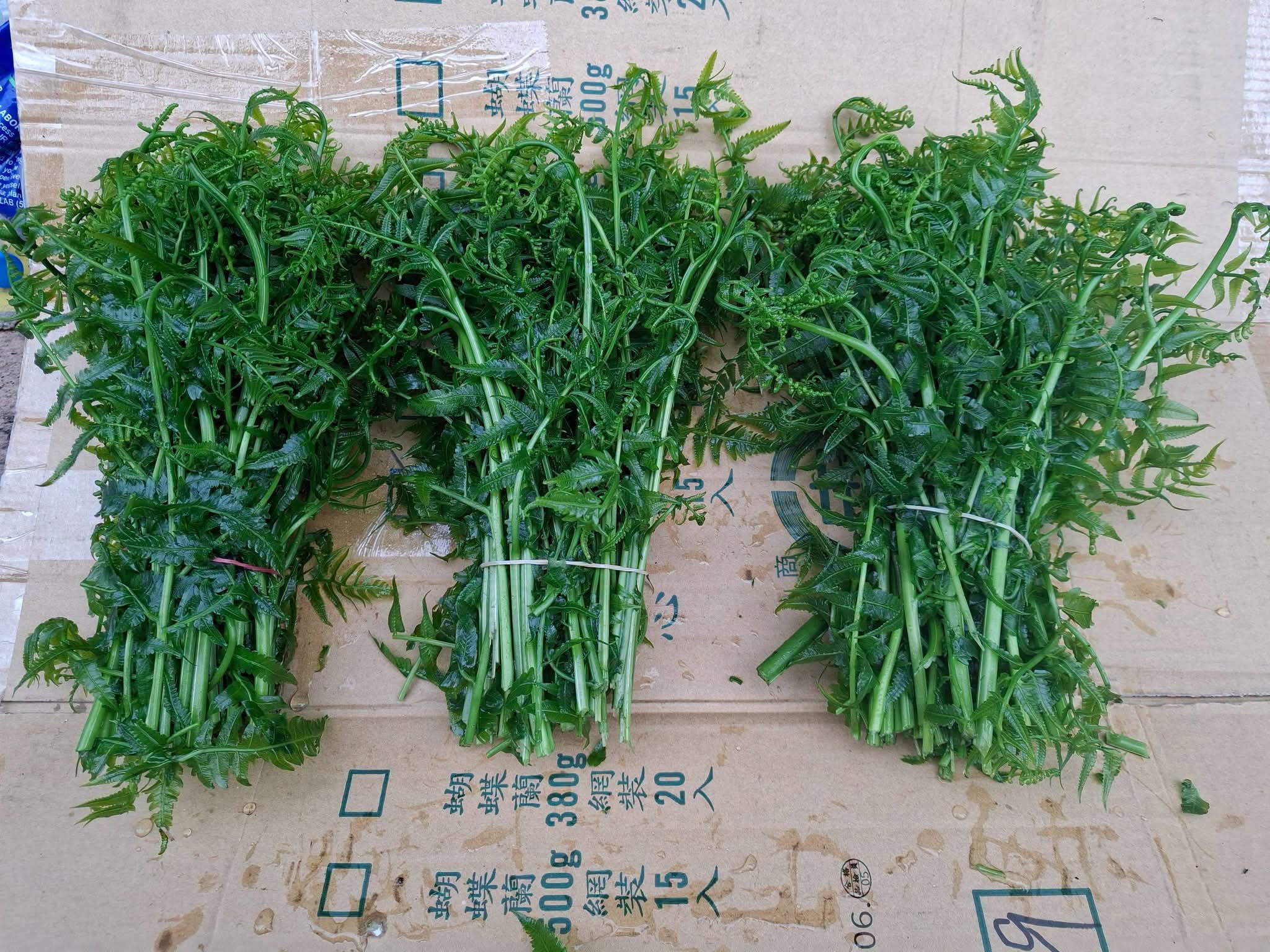 屏東新聞 - 過貓菜是百年來庶民的最愛
