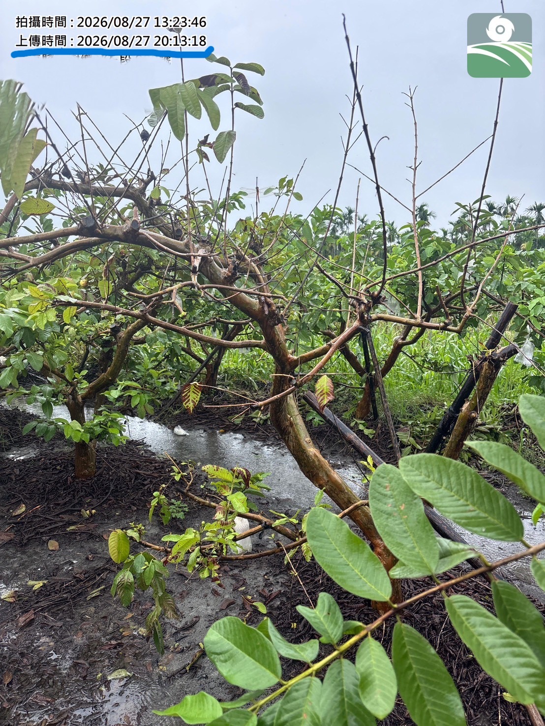 屏東新聞 - 115年8月下旬豪雨災害農損現金救助 縣府呼籲各公所加速完成初勘