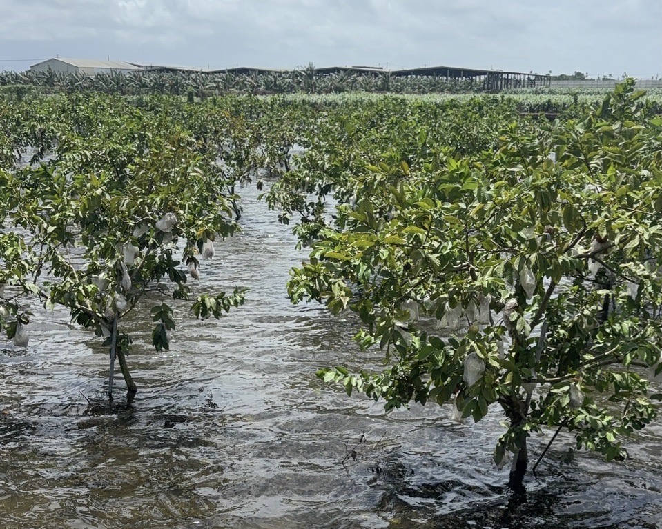 屏東新聞 - 115年6月下旬豪雨災害農損現金救助陸續到位 縣府籲公所加速轉撥 協助農民盡速復耕