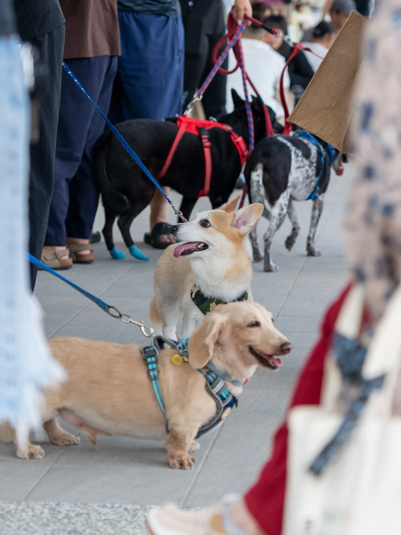 屏東新聞 - 屏東縣世界狂犬病日活動熱鬧登場